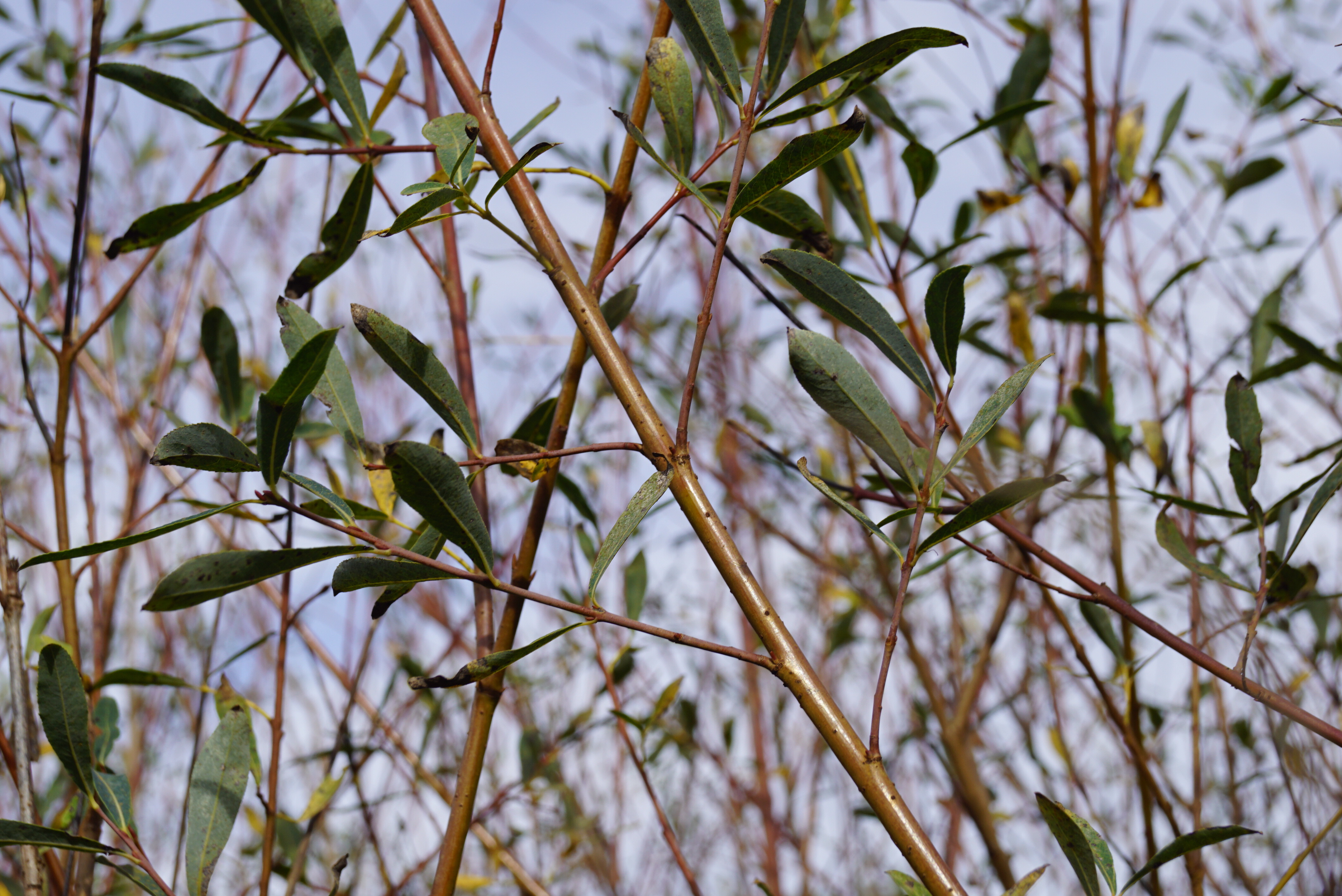 Salix purpurea (7)